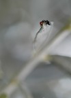 Altissima Altissima