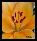 Lilium