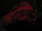 La mia rosa La mia rosa