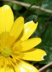 fiore giallo