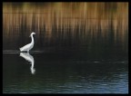 Naturale eleganza... Naturale eleganza...