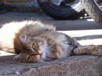 Il Micio Il Micio
