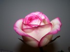 una rosa per te...