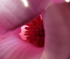 rosa! rosa!