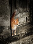 Cat-titudes Cat-titudes