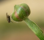 Sul bocciolo a testa in gi�