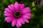fiore... fiore...