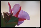 Rosso-bianco (x Amedeo) Rosso-bianco (x Amedeo)
