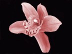 orchidea
