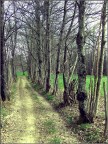 Viale Viale