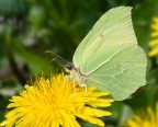 Gonepteryx  rhamni  " Cedronella "