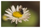 pasto regale (x eply) pasto regale (x eply)