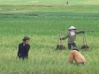 lavoro nei campi in Vietnam lavoro nei campi in Vietnam