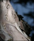 Macro Albero Macro Albero