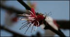 Fiore Fiore