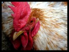 Il gallo Il gallo