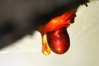 macro 4 macro 4