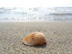 Seashell Seashell