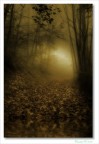 Gold forest Gold forest