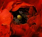 Ranunculus acer a mollo!(dopo un'acquazzone)