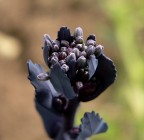 Fiore di verza viola