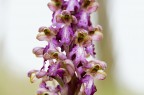 Orchidea Orchidea