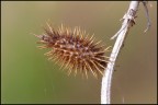 Macro pungente