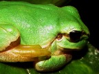 Hyla intermedia Hyla intermedia