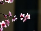 E' Primavera 2!