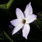 ipheion