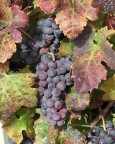 uva da vino (buono) uva da vino (buono)