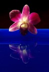 Narciso ? No! Orchidea! Narciso ? No! Orchidea!