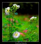 Roselline bianche