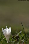 Crocus Vernus Crocus Vernus