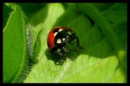 Faccetta buffa Faccetta buffa