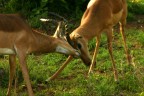 Due giovani impala giocano a lottare nel verde del bush in una riserva nelle vicinanze del Kruger Park (South Africa).