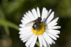 piccola mosca piccola mosca