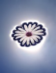 Eclissi di...fiore... Eclissi di...fiore...