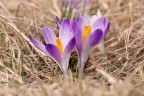 croccus croccus