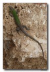 Lucertola 3
