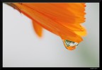 Calendula e neve (x Caponzio) Calendula e neve (x Caponzio)