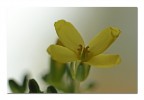 un fiore del cavolo un fiore del cavolo