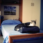 In guisa delle mie partenza per Roma sono solito poggiare la valigia vacante sul letto come memorandum delle preparazioni incombenti.
Puntualmente il mio maul (felino di adozione) si poggia bellamente rendendomi inoperativo materialmente e instabile psicologicamente. Lasciarlo � sempre un trauma, pi� per me che per lui.