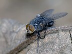 Mosca Mosca
