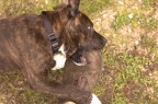 Pitbull all'attacco Pitbull all'attacco