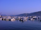 alba alba