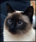 Gatto Gatto