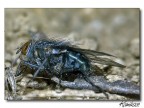 La Mosca - il ritorno La Mosca - il ritorno