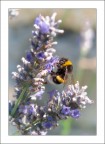 bee bee