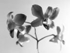 Orchidea 1 Orchidea 1